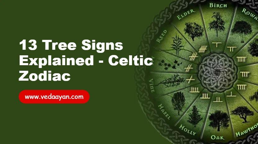 13 Tree Signs Explained - Celtic Zodiac