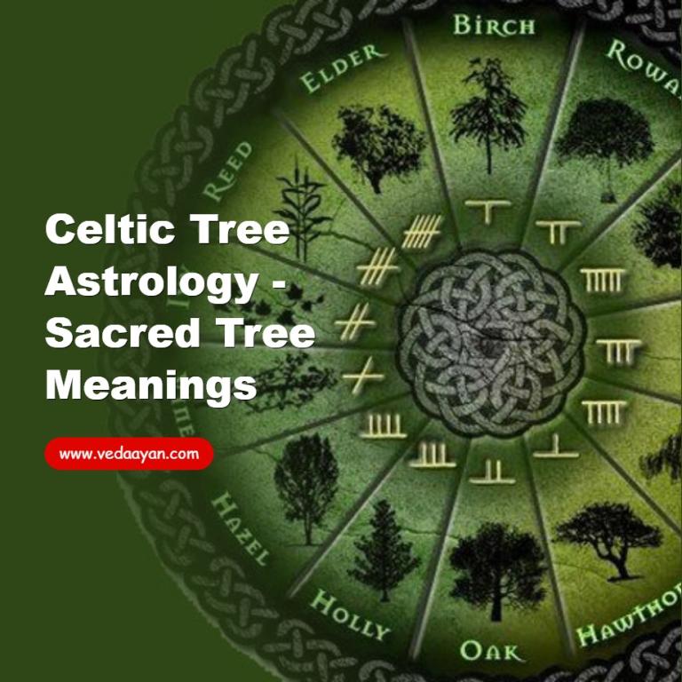 Celtic Tree Astrology